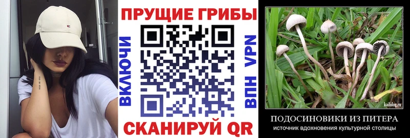 mega как войти  магазин продажи наркотиков  Кедровый  Псилоцибиновые грибы Magic Shrooms 